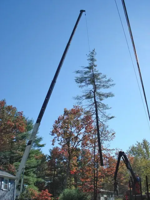 Crane lifting a tall tree trunk, likely for removal, with power lines visible overhead. Autumn trees in the background.