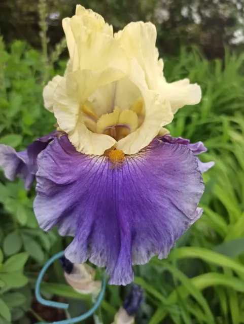 Close-up of a two-toned iris flower with yellow and purple petals.