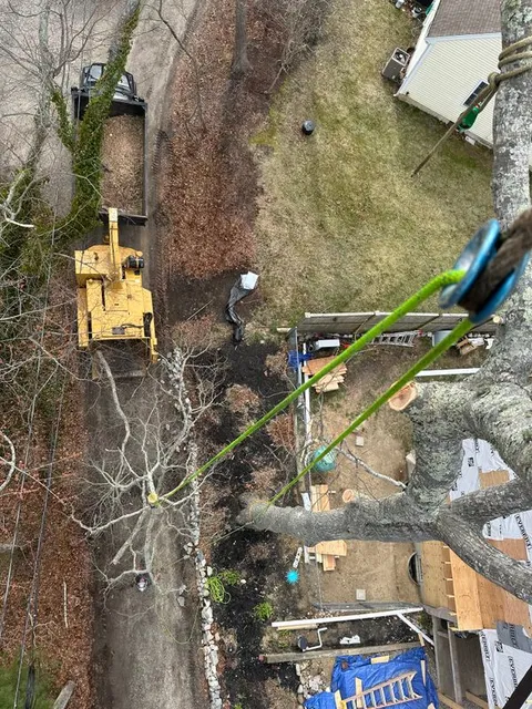 Tree Removal gallery