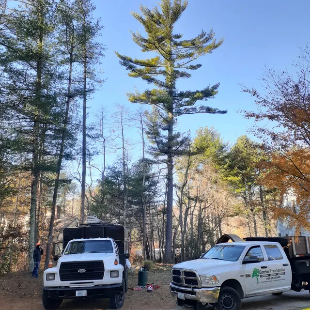 C's Tree Service work photo
