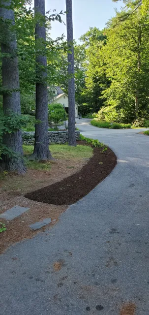Driveway with trees and foliage