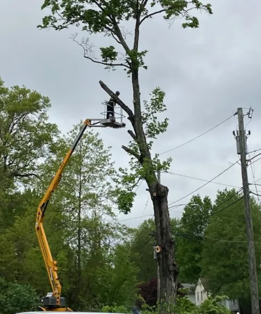 work photo from undercut-tree-landscape-services-llc.com