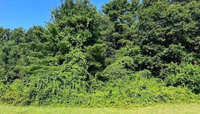 work photo from ethicaltreeservices.com