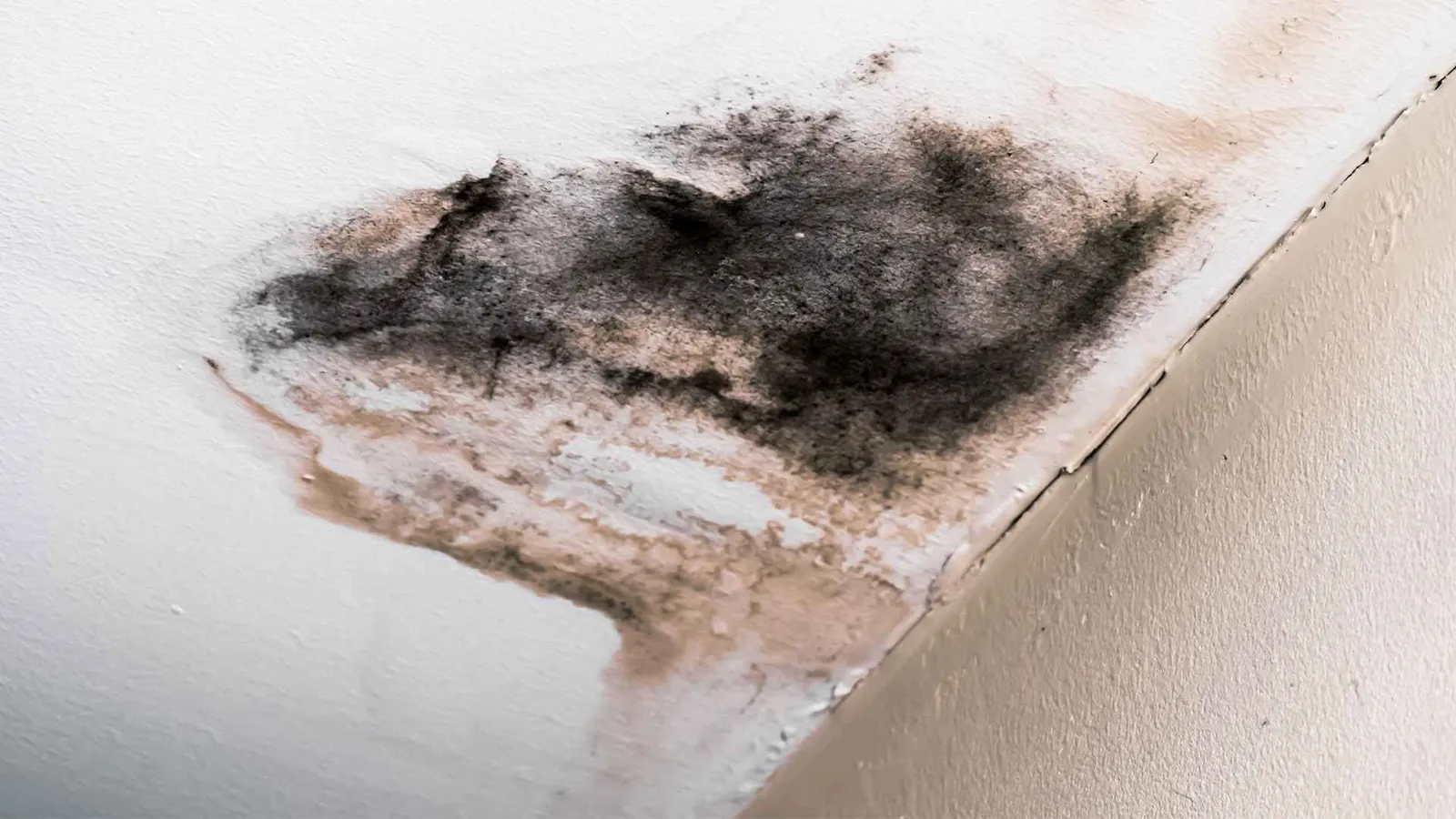 mold removal service near me