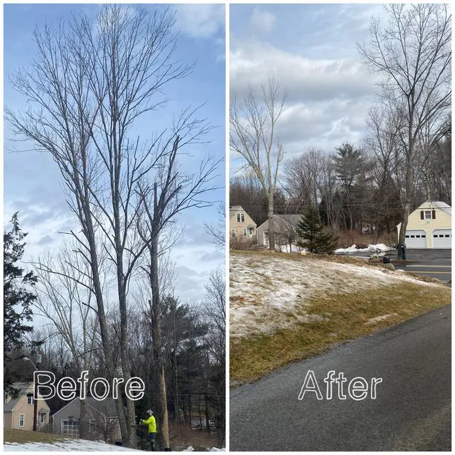 work photo from sendittreeservice.com