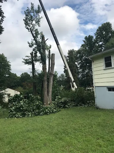 Colonial Tree Service Bristol. work photo