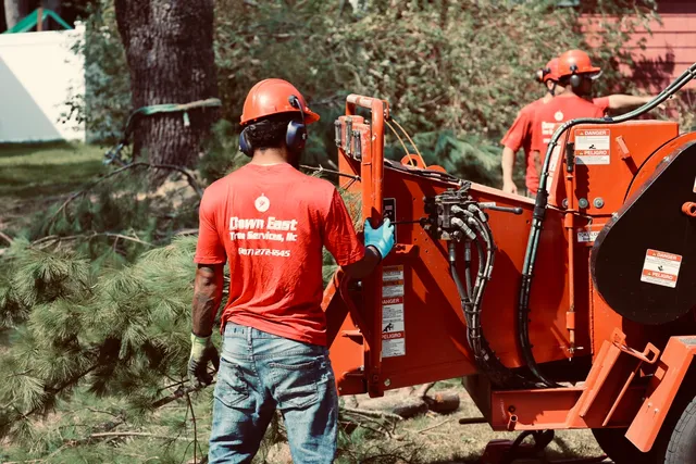 Down East Tree Services LLC work photo