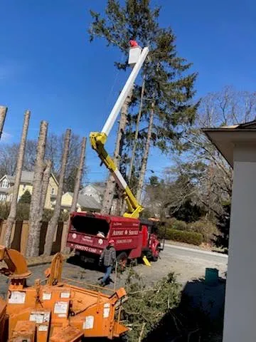 Axpert Tree Services work photo