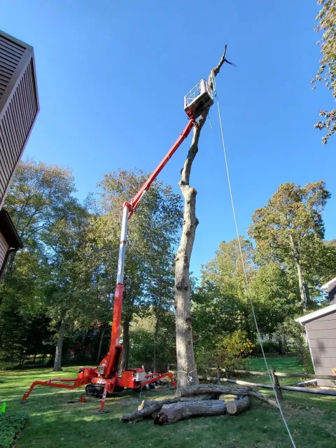 A person using a cherry picker to trim or cut a tall tree in a backyard, with fallen logs on the grass below and neighboring houses and trees in the background.