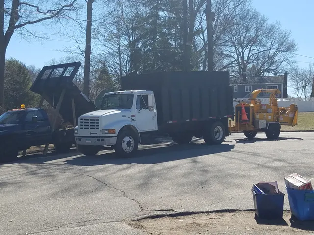 Tree care of Connecticut work photo