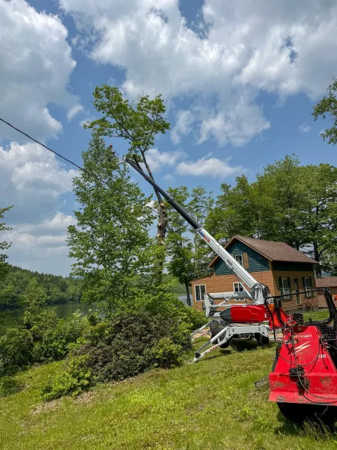 A tree-trimming helicopter lifts a worker in a bucket to trim a tall tree near a house with a lake and forest in the background. Tree Service Maine, Learned Tree Service