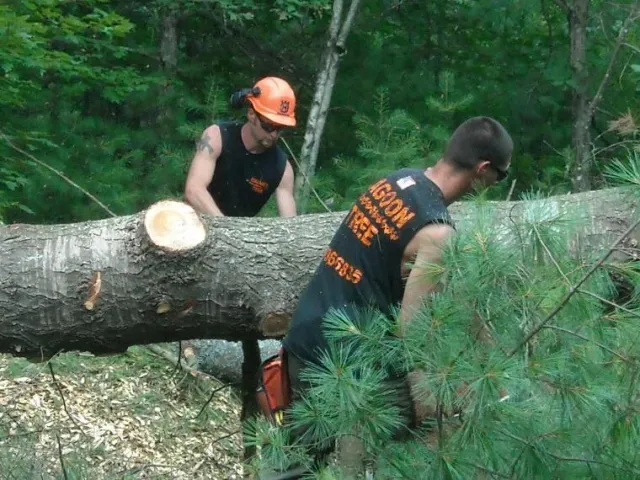 Tree Removal services 10
