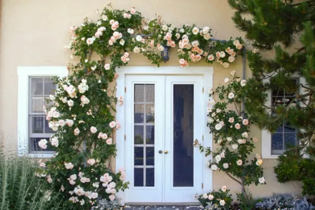 Climbing Rose