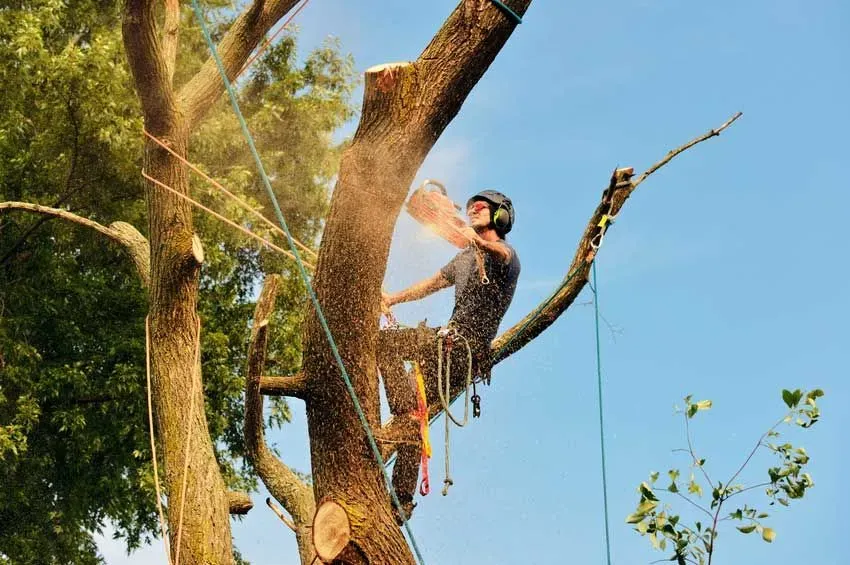 work photo from pereztreeservicema.com