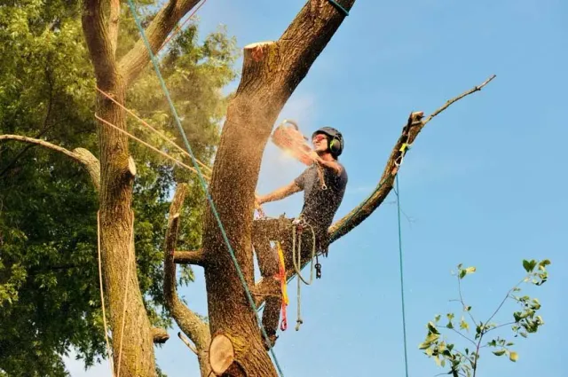 work photo from pereztreeservicema.com