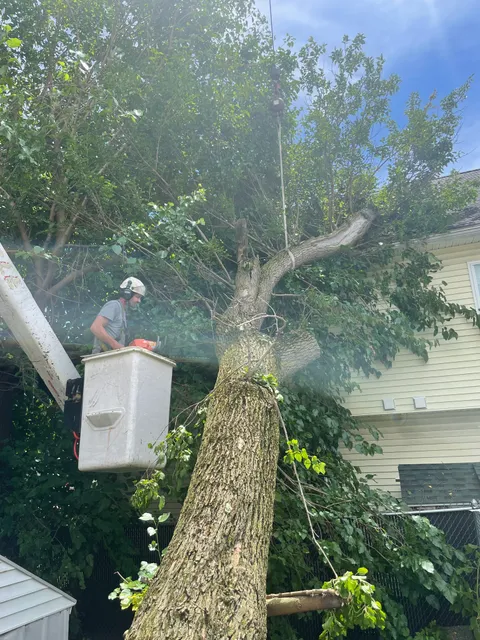 George of the Jungle Tree Service work photo