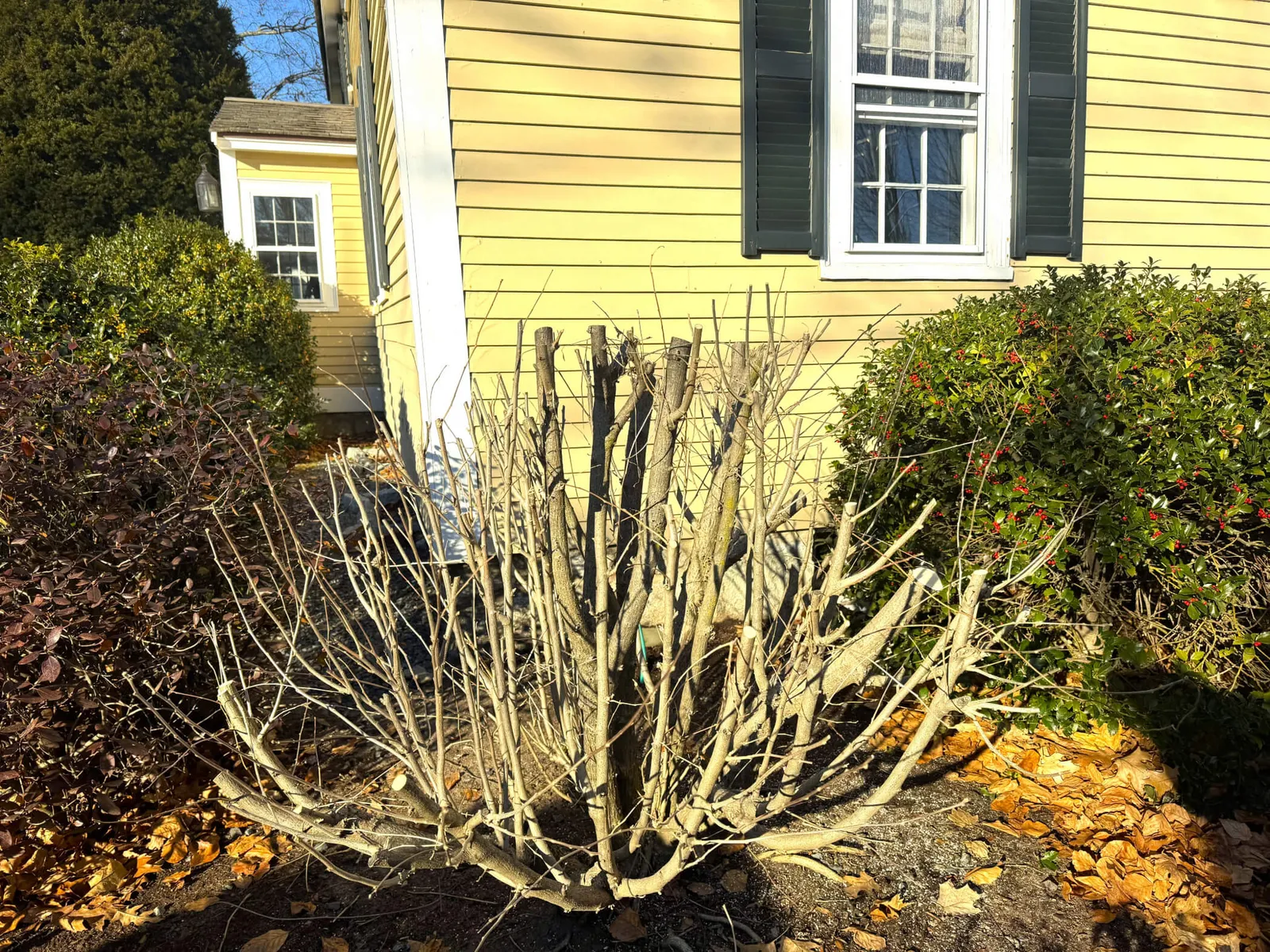 Winter Pruning - Summary of This Week