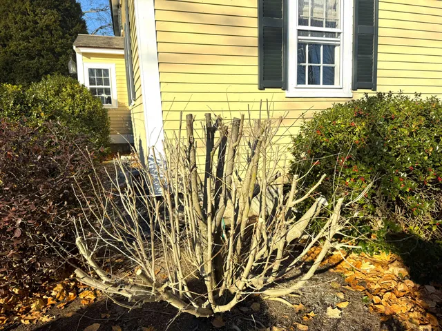 Winter Pruning - Summary of This Week