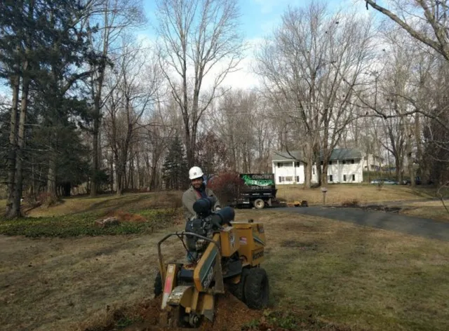 Green Go Tree Service and Landscaping LLC work photo