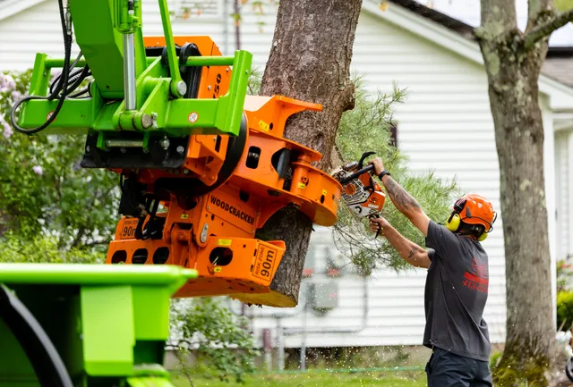 work photo from dlandgtree.com