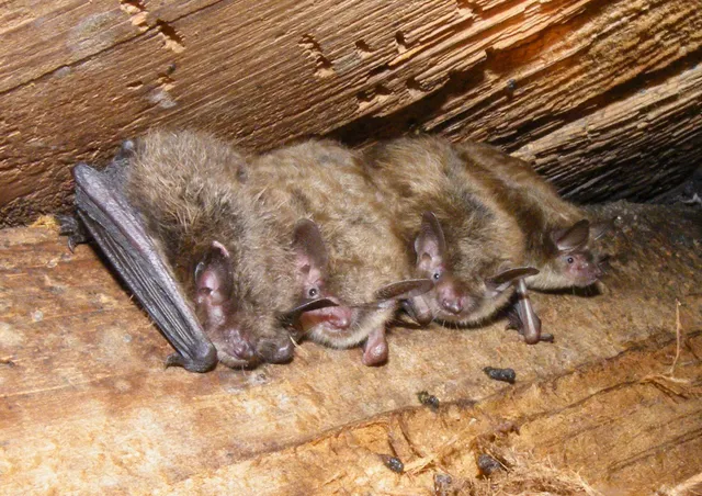 work photo from advancedwildlife.com
