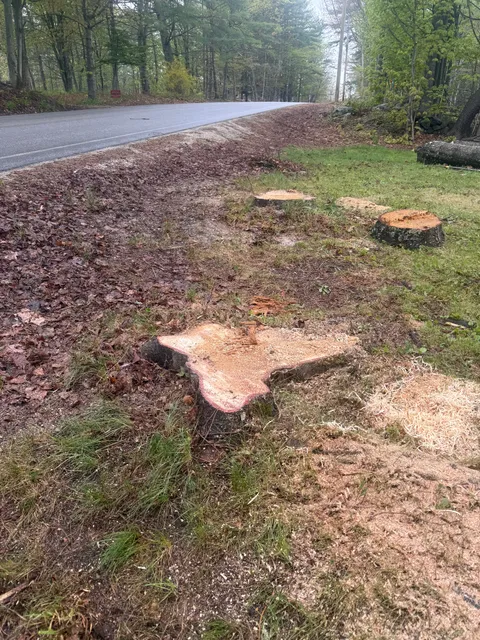 Wild Branch Tree & Land Care work photo