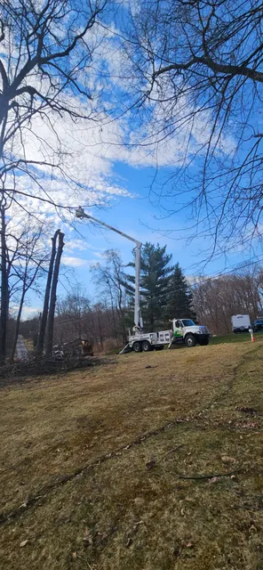 work photo from angelotreeservices.com