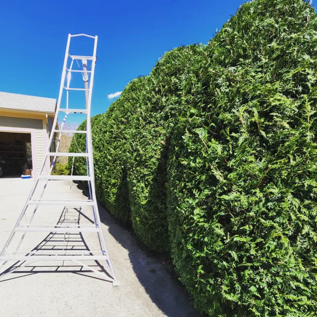Hedge & shrub trimming in Northampton Massachusetts
