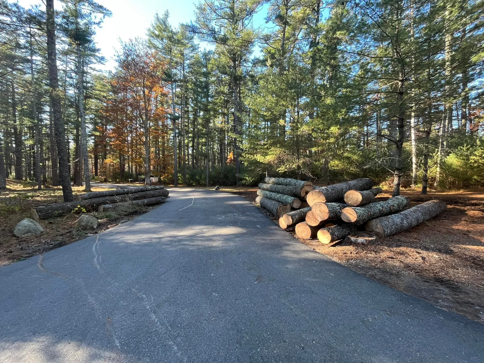 work photo from treeservicekingston.net