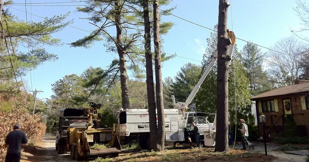Tree Removal
