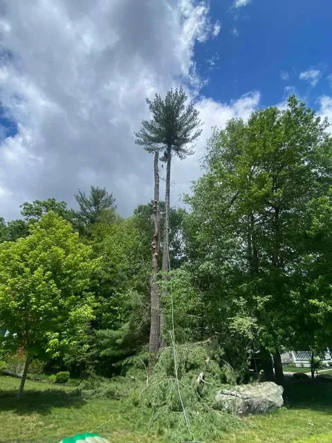 Tall slender tree in a green park under a partly cloudy blue sky, with large rocks in the foreground