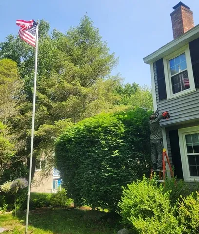 Tree and Shrub Removal