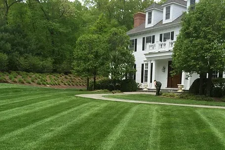 perfect lawn.jpg