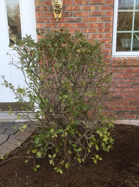 maintenance flowers