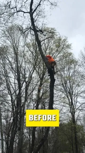 work photo from jptreeservices.net