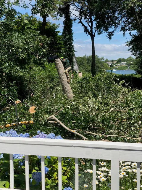 Cape & Island Tree Service Inc. work photo