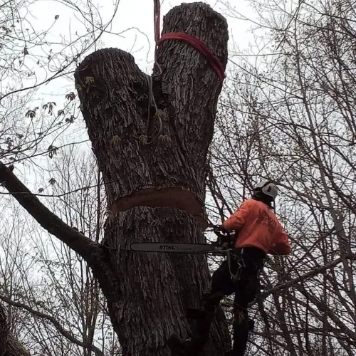 Restoration Tree Service work photo