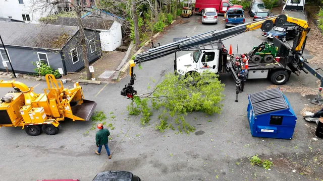 Eastern Tree Service researched project photo