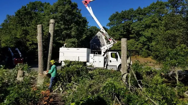 Lavelle Tree Service researched project photo