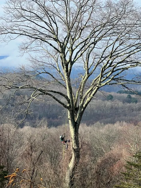 Recent work tree services fairfield county ct showing strong workmanship on site