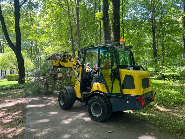Tree Tactics LLC work photo