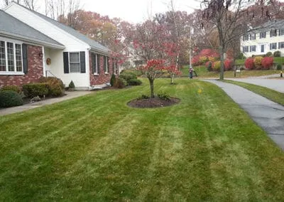 Yard Clean Ups