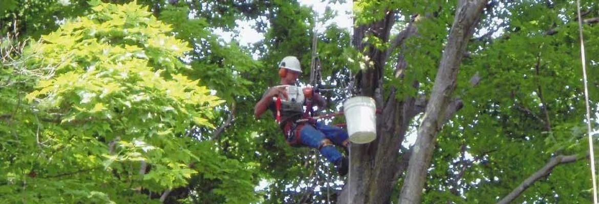 work photo from edwardstreeservicema.com