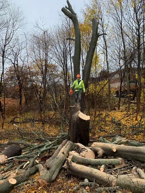 work photo from chinchillatrees.com