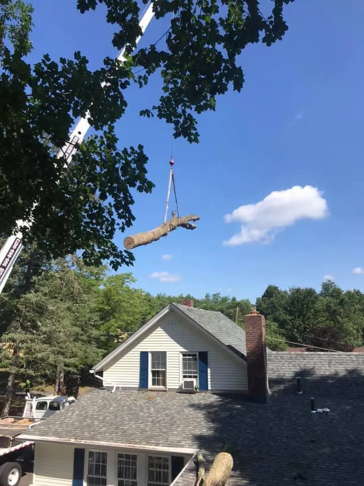 J. Bonin Tree Services, LLC verified work photo