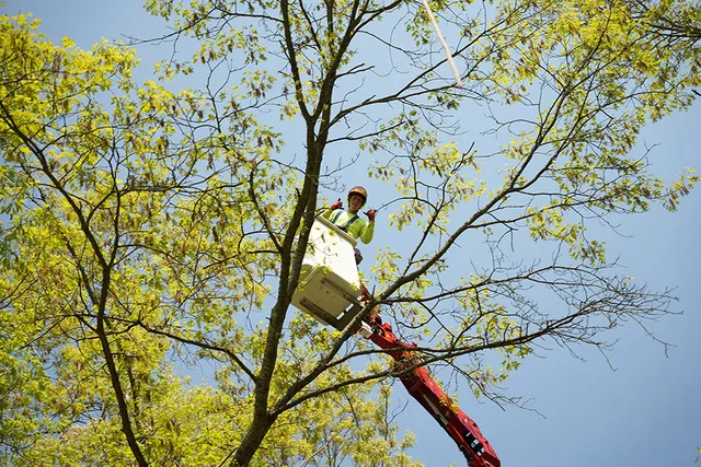 work photo from allscapestreeri.com