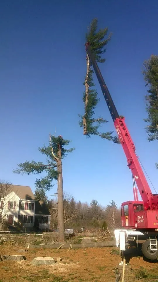 Crane lifting large pine tree removal, Southern NH, Maple Leaf Tree Service