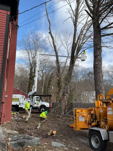 Owen's Tree Expert work photo