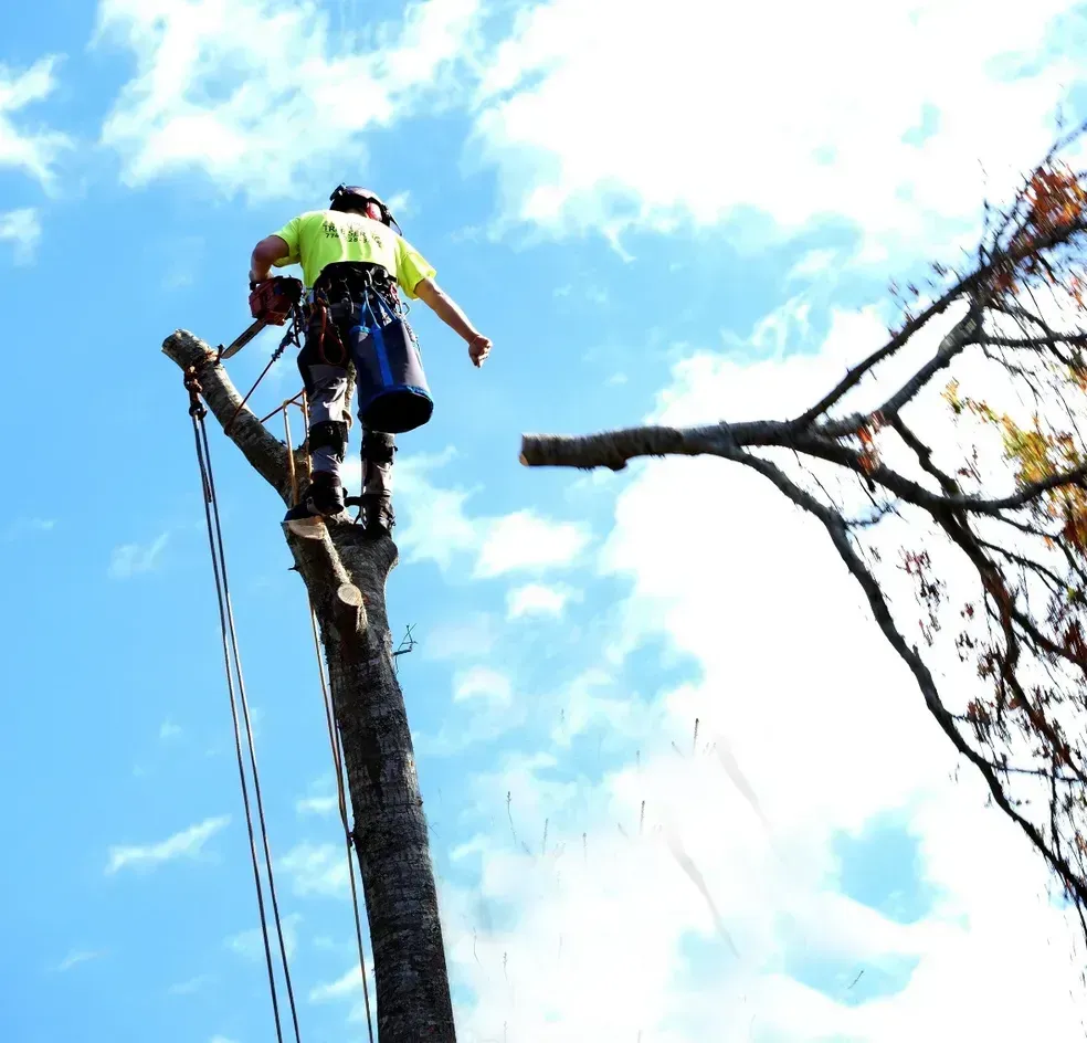 work photo from dunfordtree.com