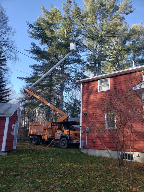 Carter Tree Service work photo